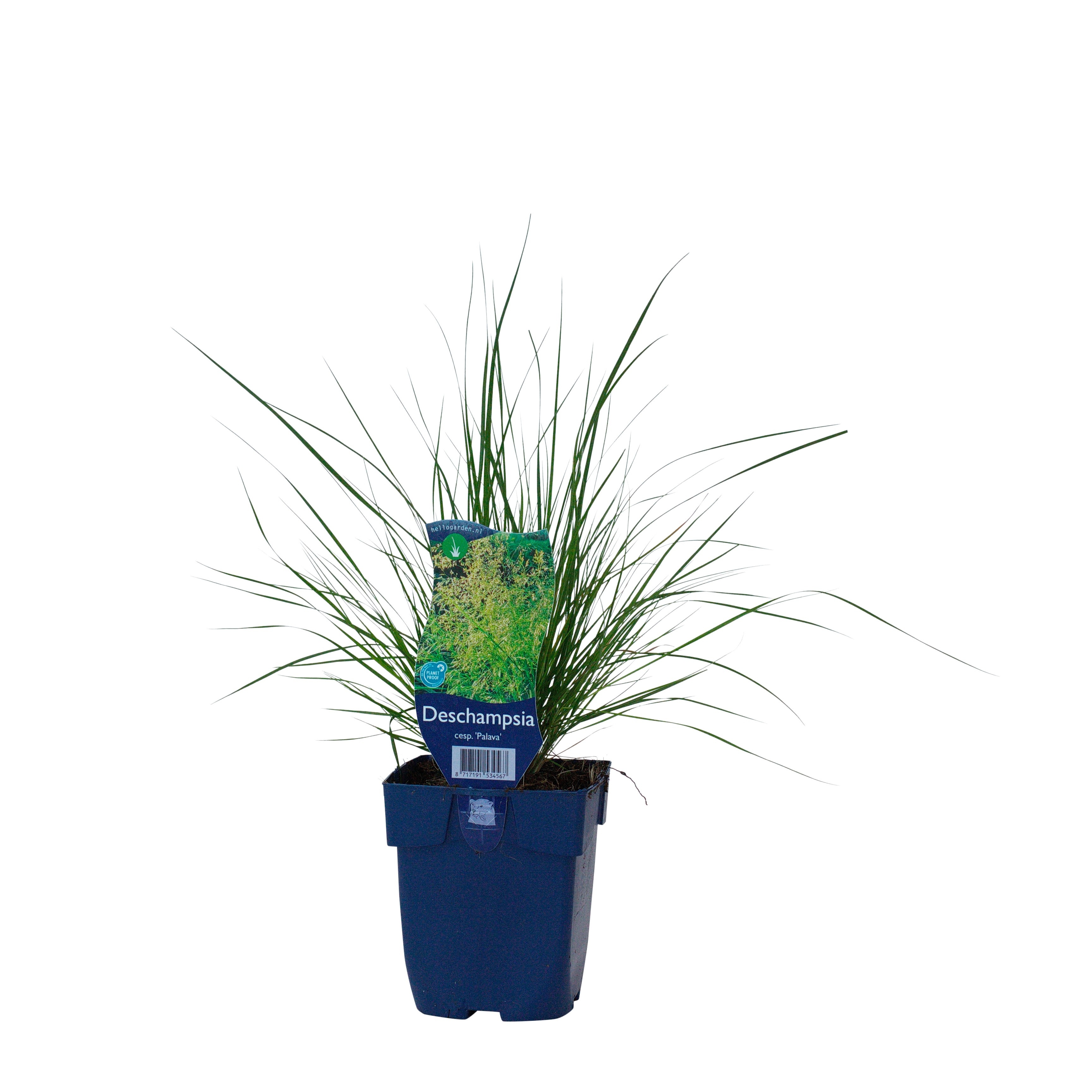 Deschampsia cespitosa 'Palava'