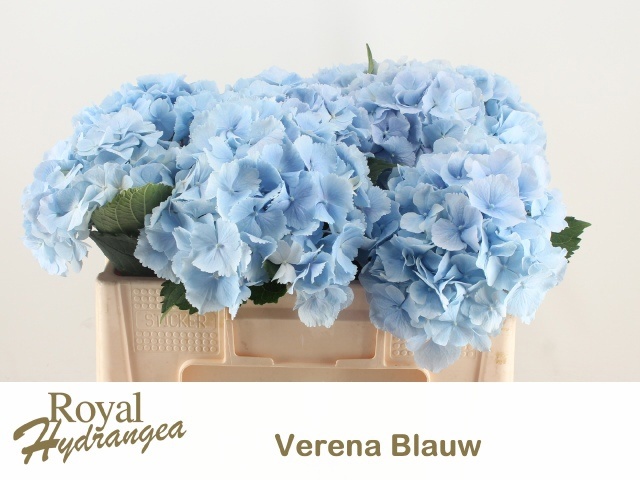 Hydr M Verena Bl