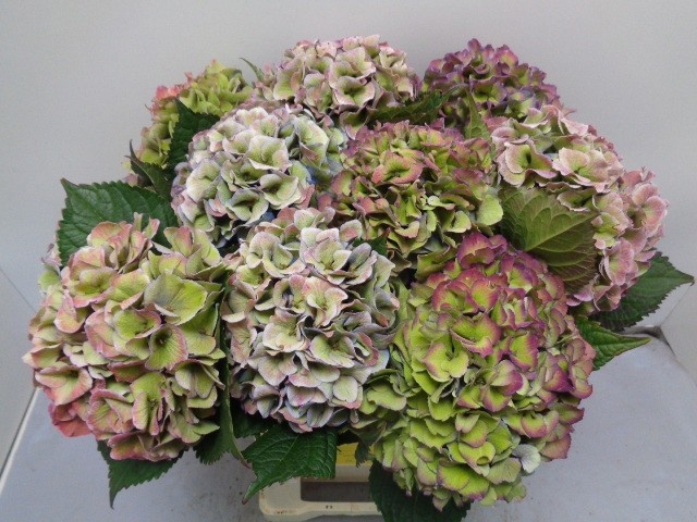 Hydrangea Royal Love Classic Blue 60cm 19Ø
