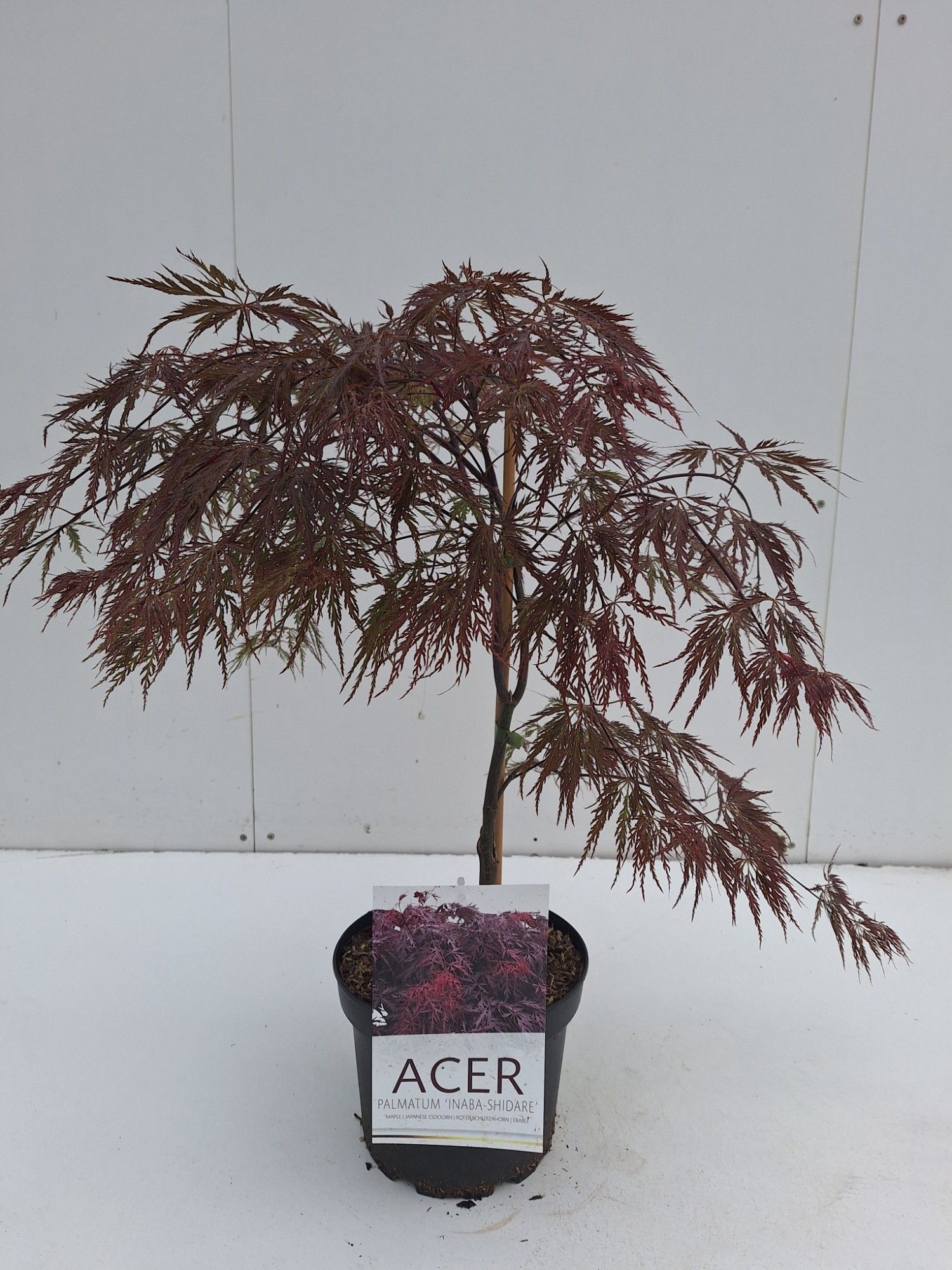 Picture of Acer palmatum Inaba-Shidare
