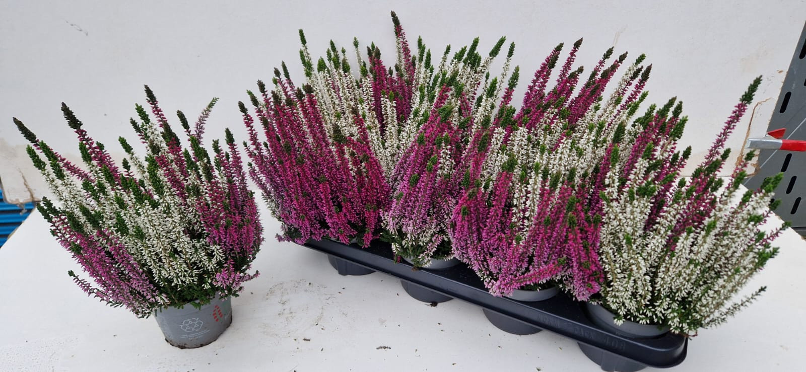 Calluna vulgaris Beauty Ladies gemengd in pot 2 kleuren - Struikhei