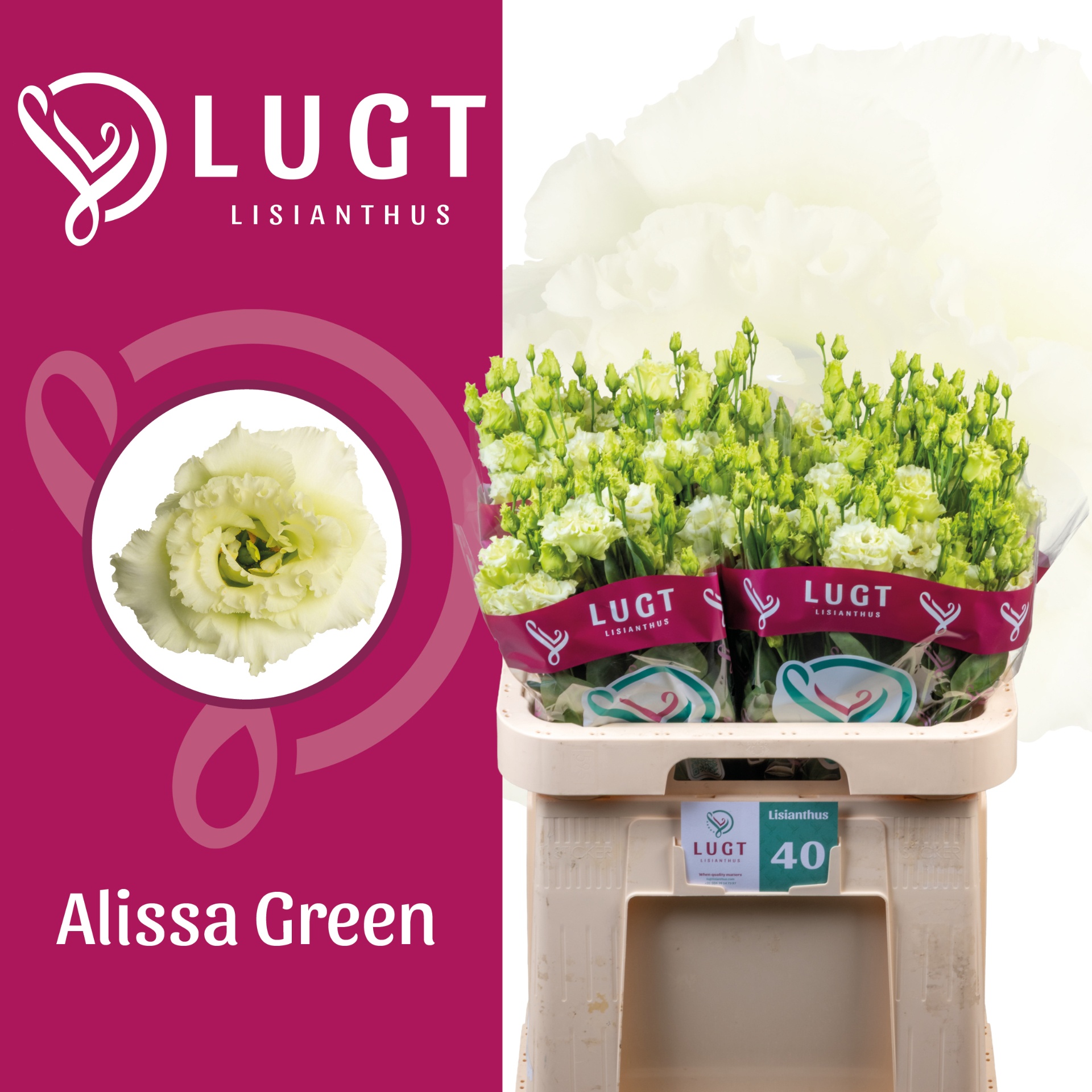 Lisianthus Double Alissa Green 70cm