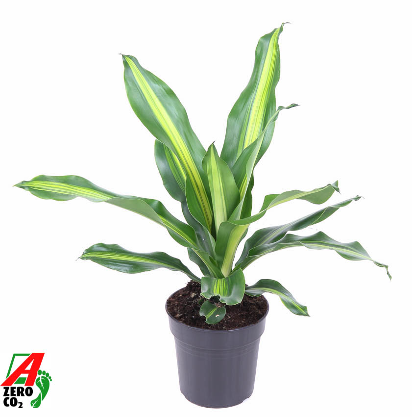 Picture of Dracaena Burley P17 60CM