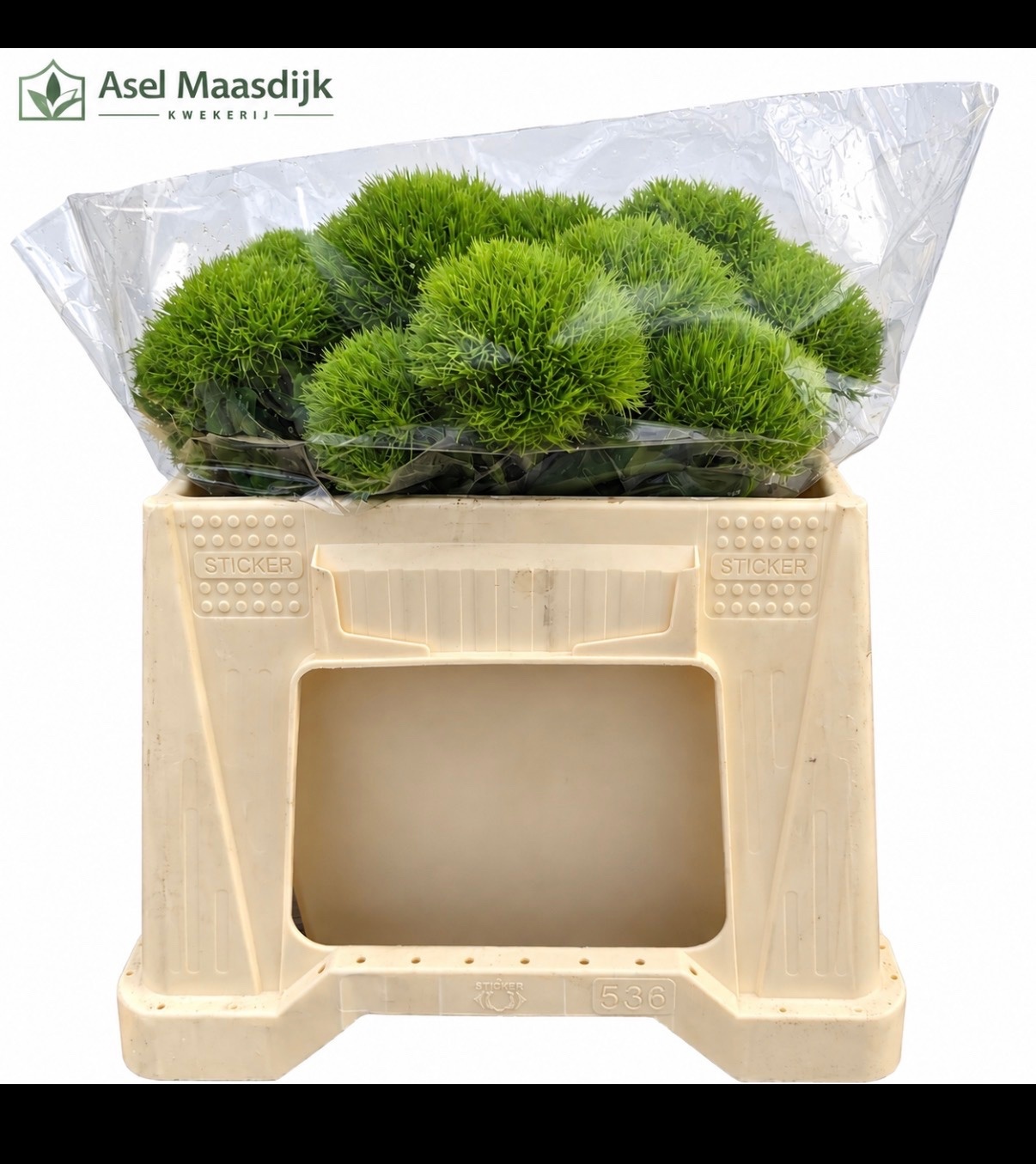 Di Barb Kiwi Cool 35cm