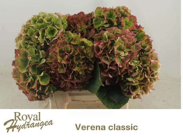 Hydrangea Verena Classic Pink 40cm 17Ø