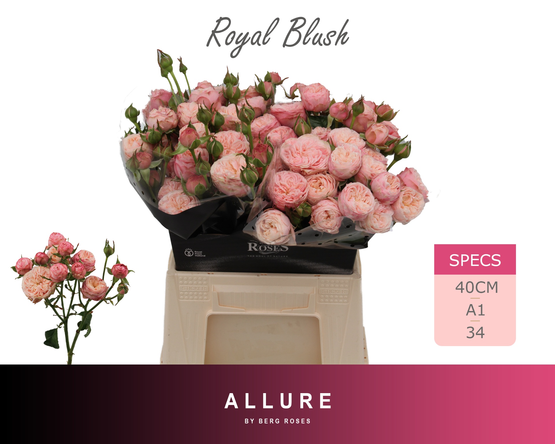 Rosa Spr Royal Blush 40cm