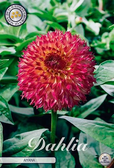 Bloembol Dahlia Aiyana (x1)