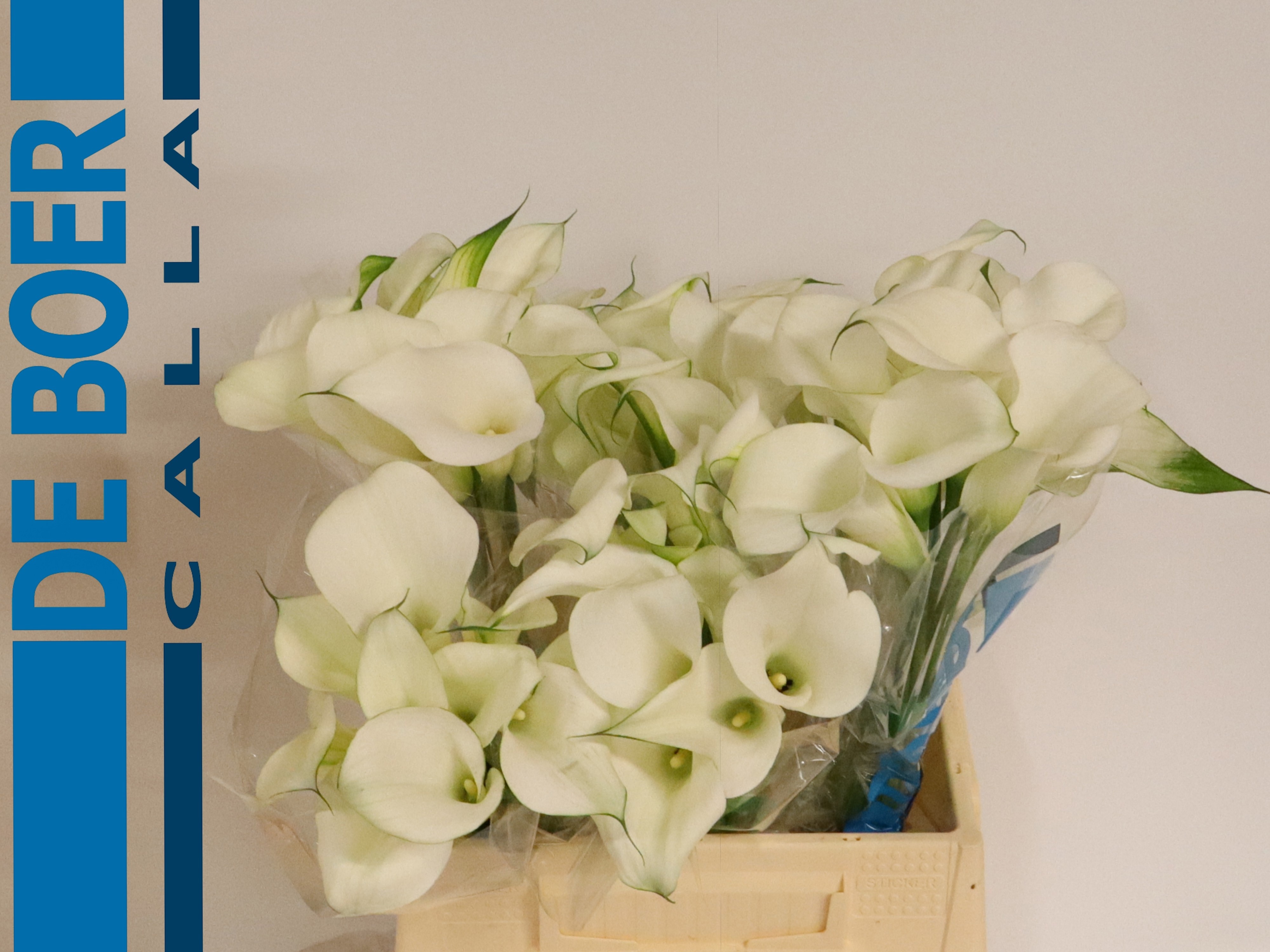 Calla Capt Ventura 40cm