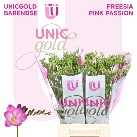 Fr En Pink Passion