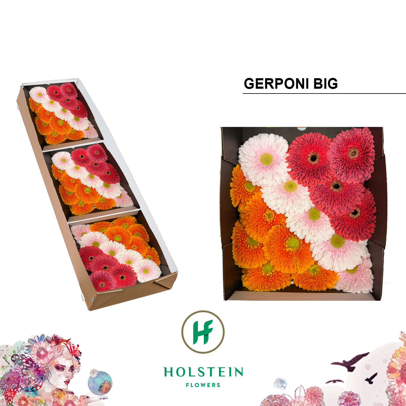 Ge Gb Gerp Bi Gem Ry