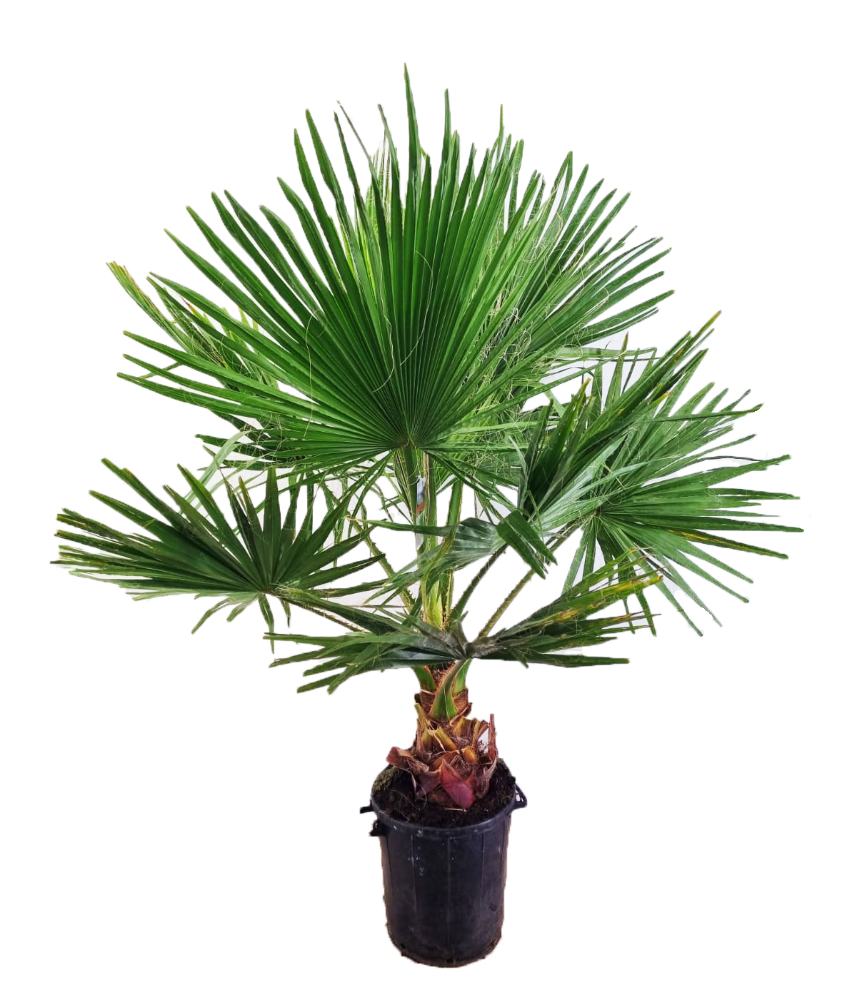 Picture of Washingtonia robusta P40