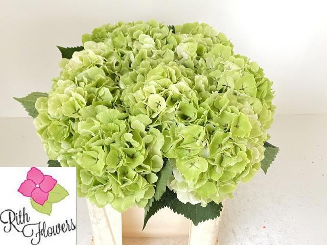 Hydrangea Verena Classic Red Green 50cm 18Ø