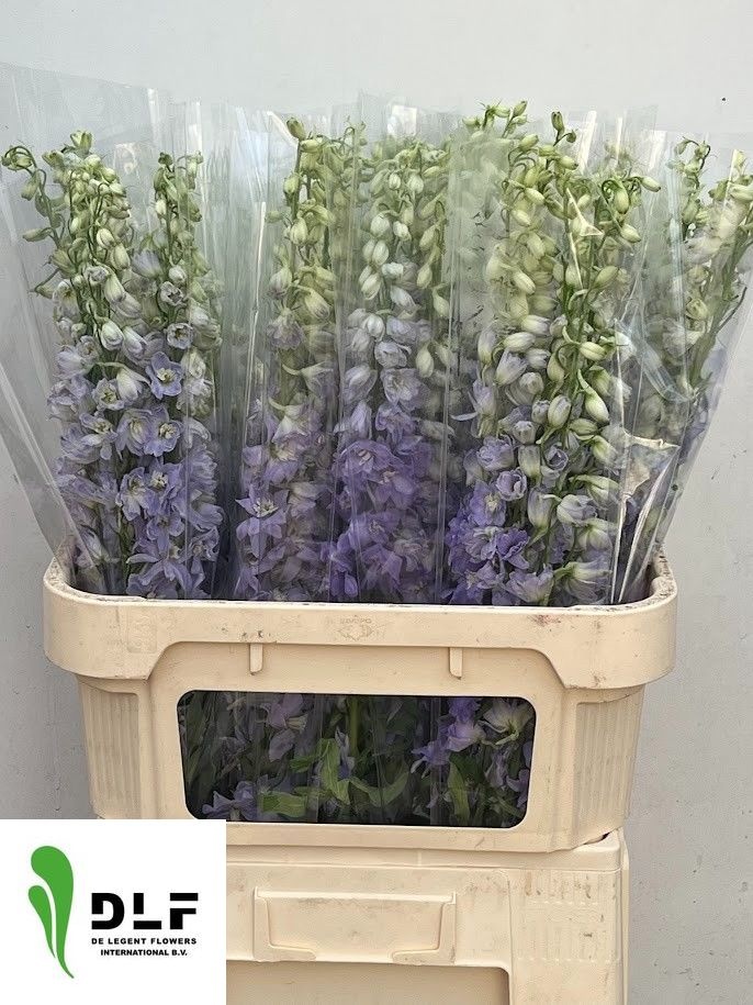 Delphinium Magic Fount La 80cm