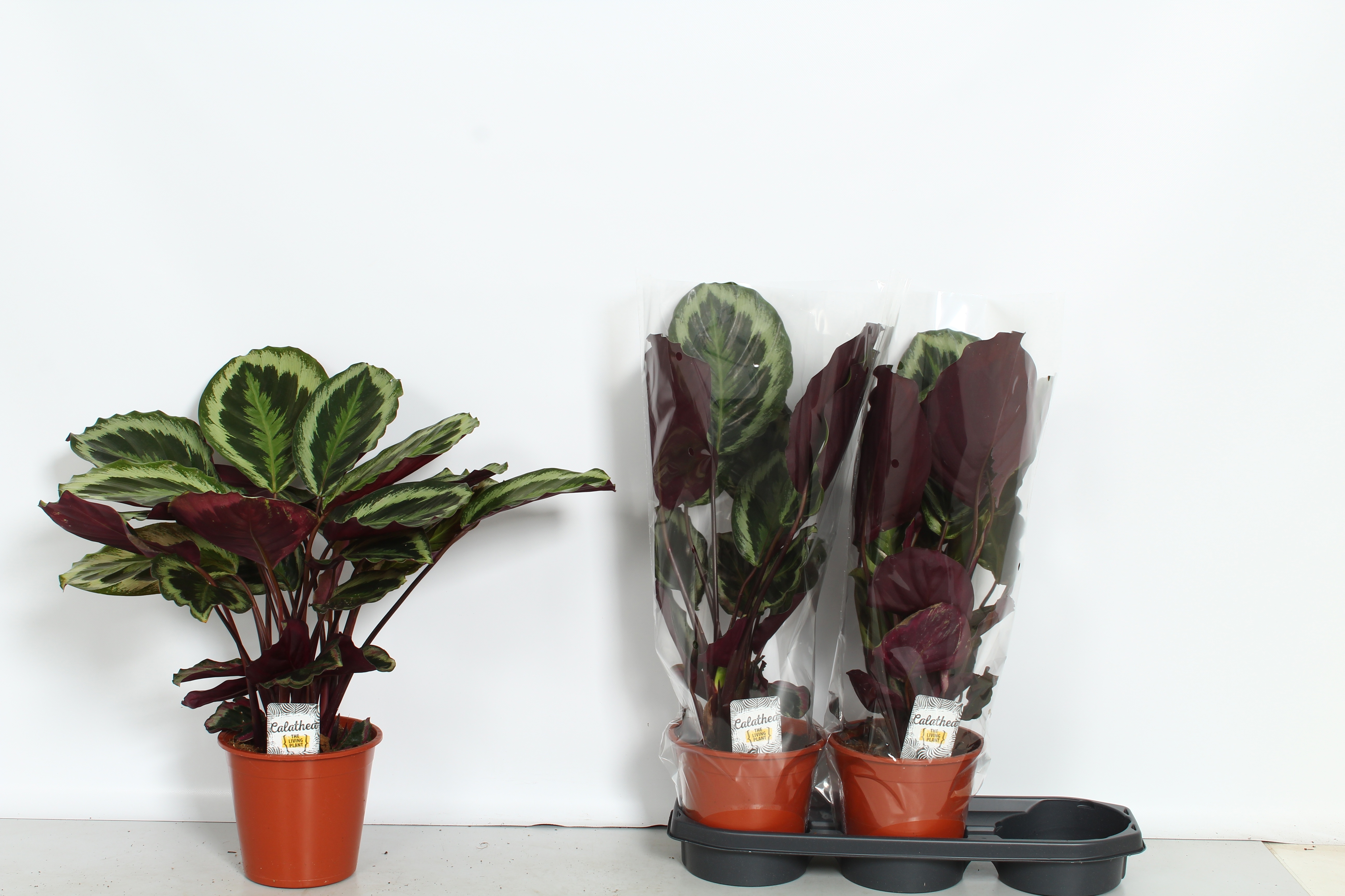 Calat Roseop Shistar 19Ø 60cm