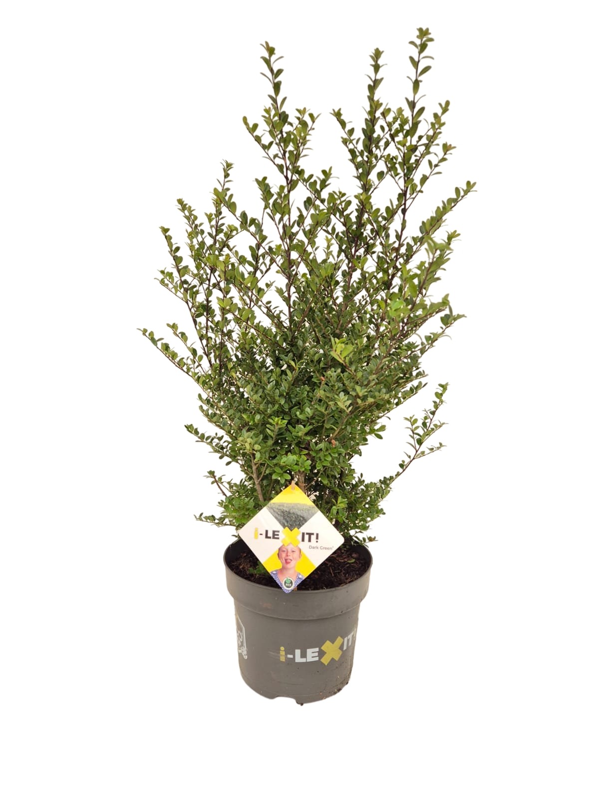 Picture of Ilex cre. Dark Green P26 (7.5 Ltr) 60/80 (LOOSE)