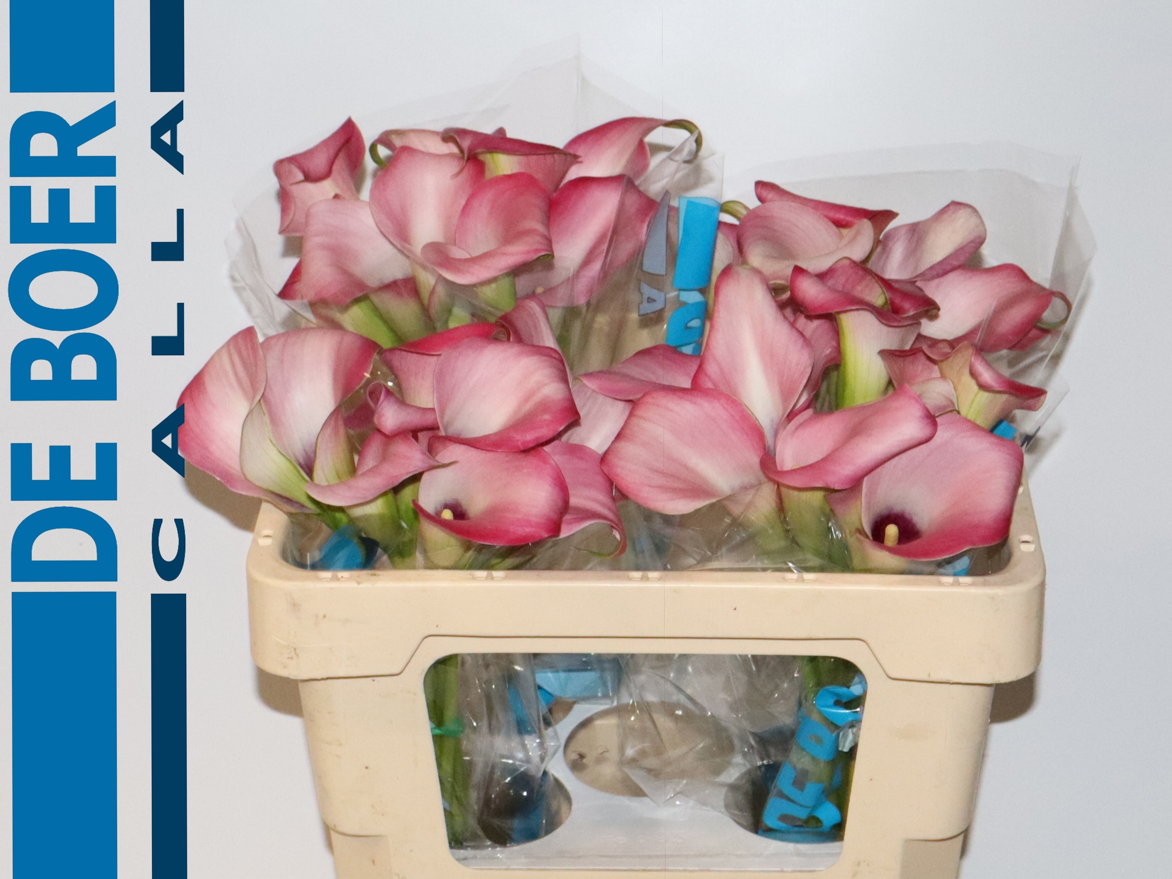 Calla Zazu 50cm