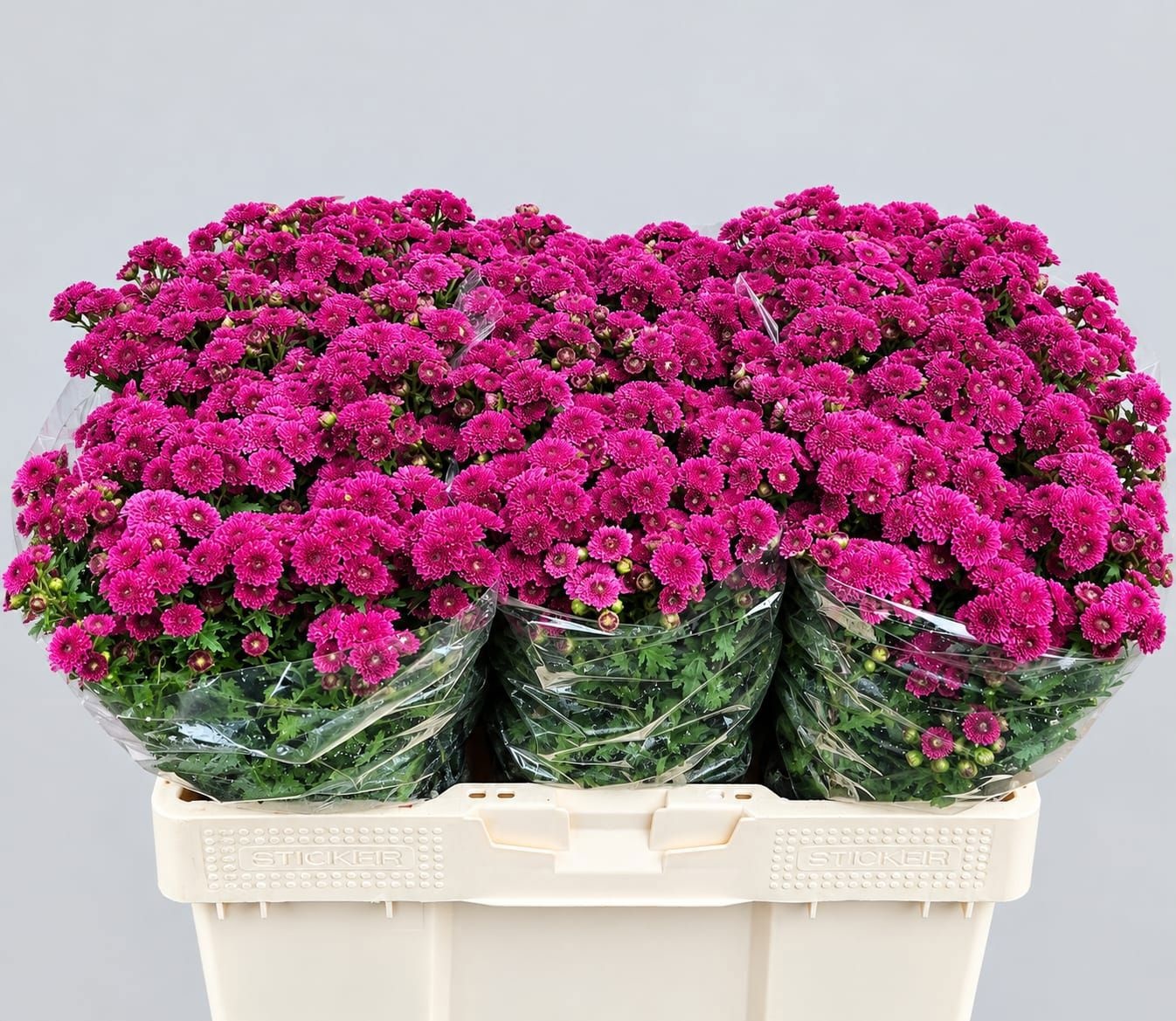 Chrys Santini Calimero D Pink 55cm 115Ø