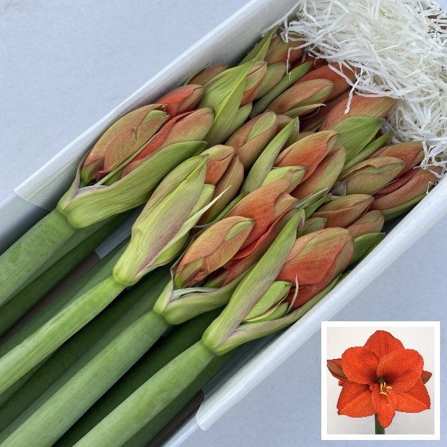 Hippeastrum Naranja 5/6bl