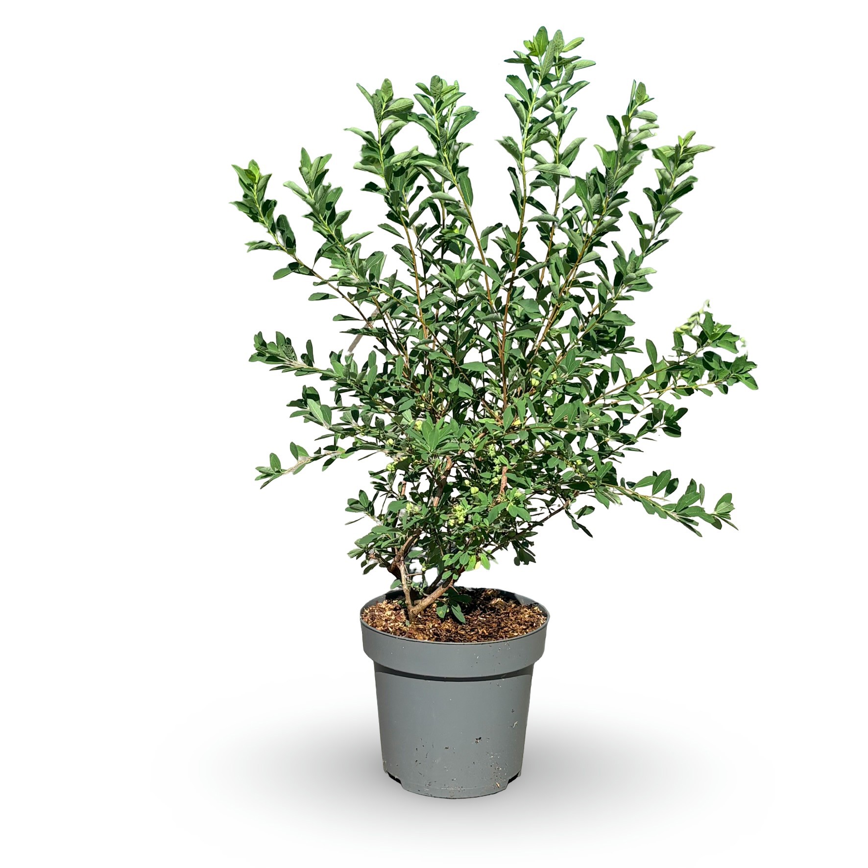 Exochorda racemosa 'Niagara'
