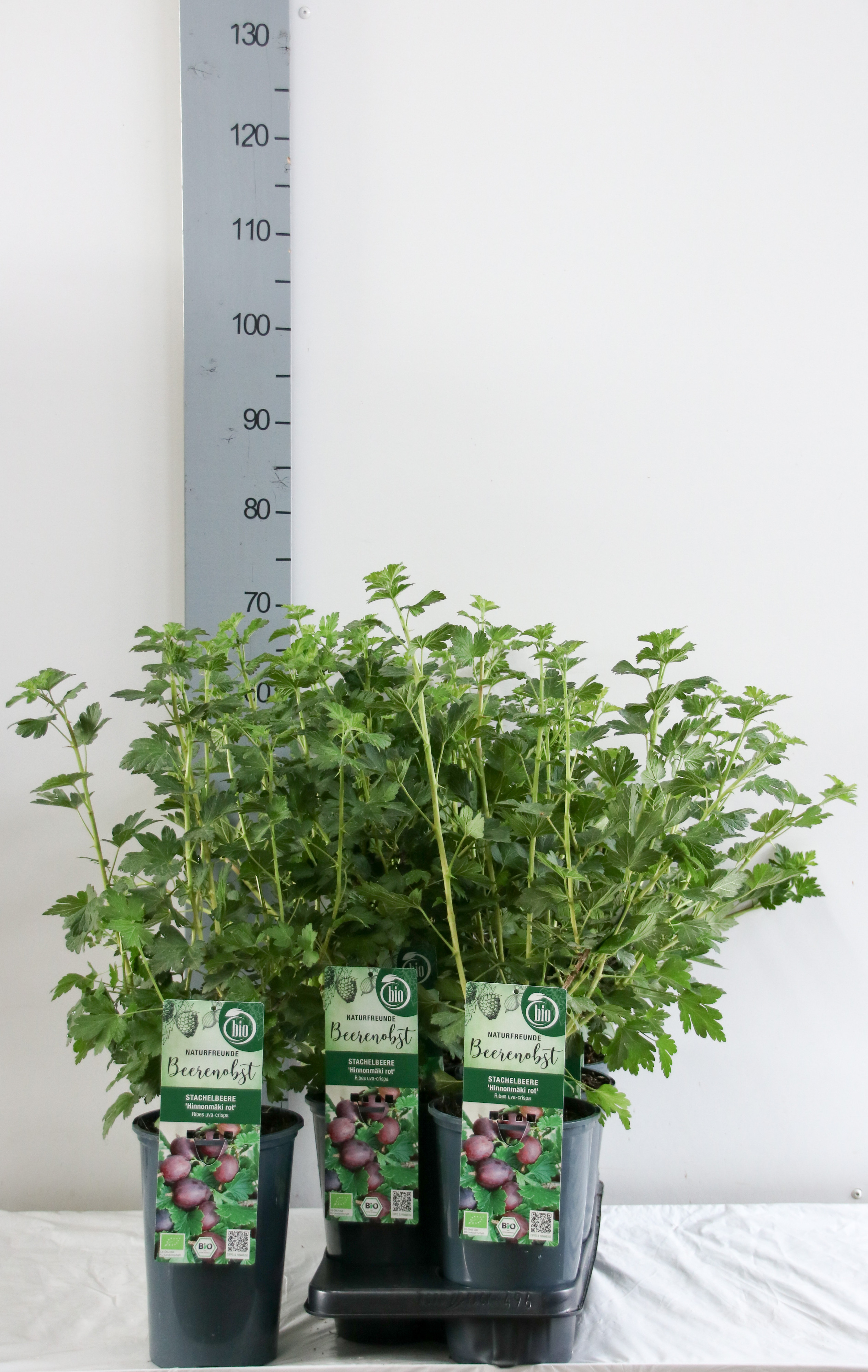 Ribes BIO Ribes uva-crispa Hinnonmäki Röd DE-ÖKO-006