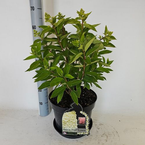Hydrangea paniculata Sweet Summer p29 Vlasveld
