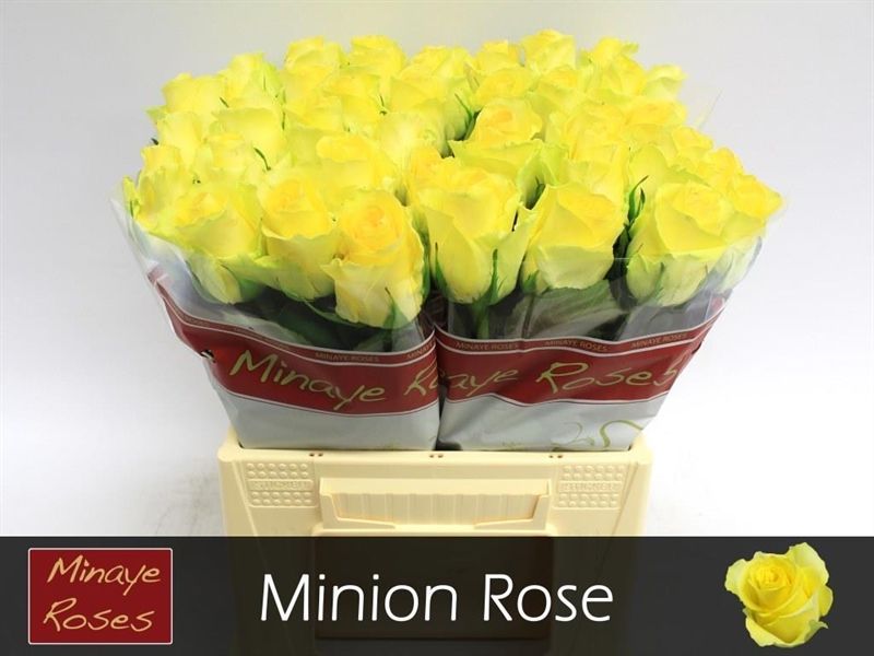 R Gr Minion Rose