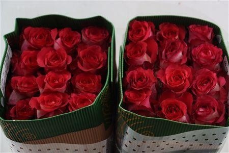 Rosa 60cm