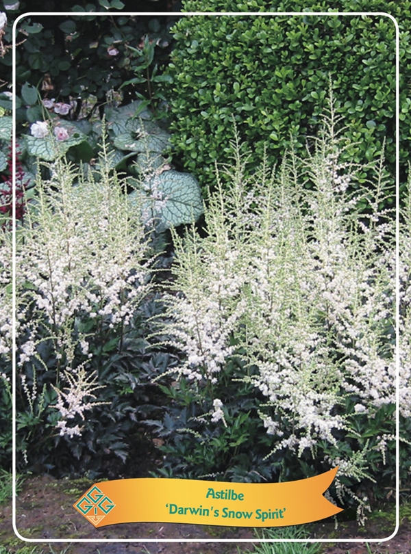 Picture of Astilbe mix 6x10 srt. per shelve P11