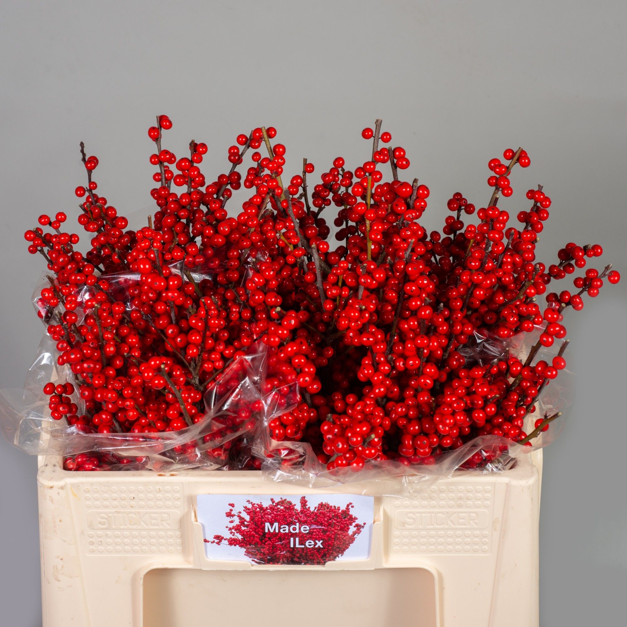 Ilex Verticlilata 50cm