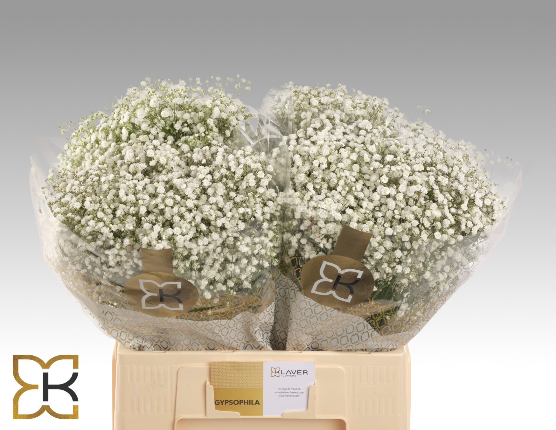 Gypsophila Xlence White 60cm 10gram