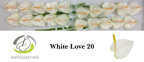 Anth A White Love