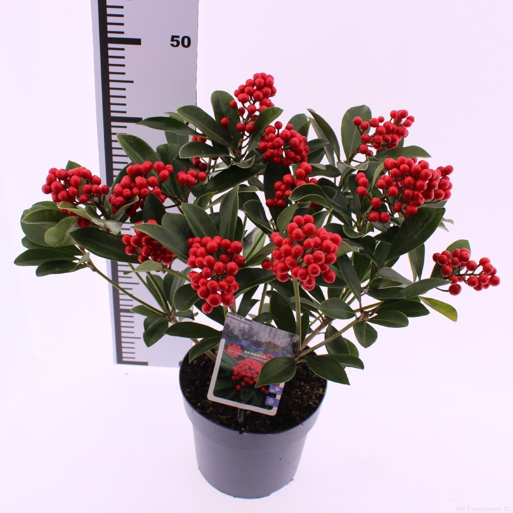 Picture of Skimmia japonica 'Temptation' PBR