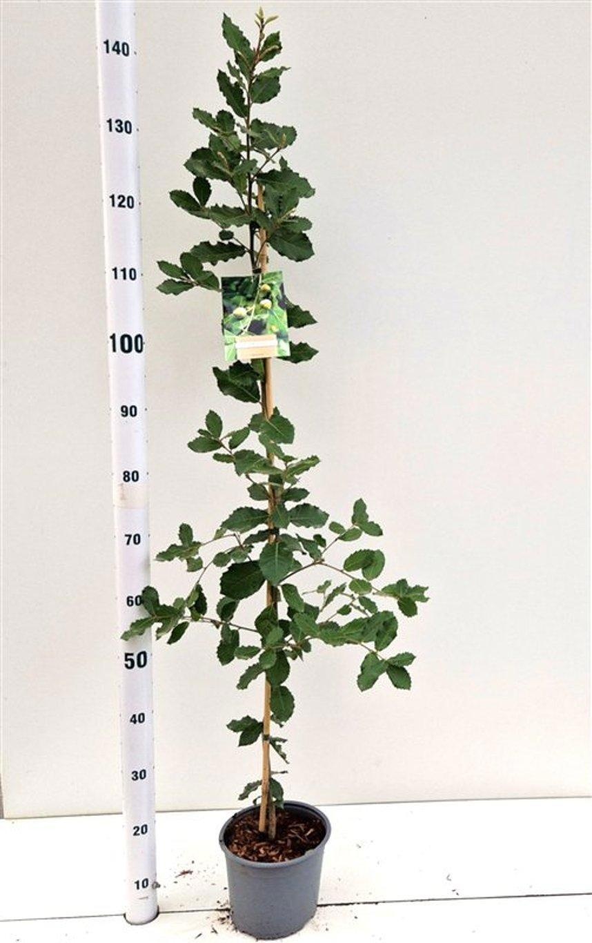 Quercus Ilex - spil gestokt
