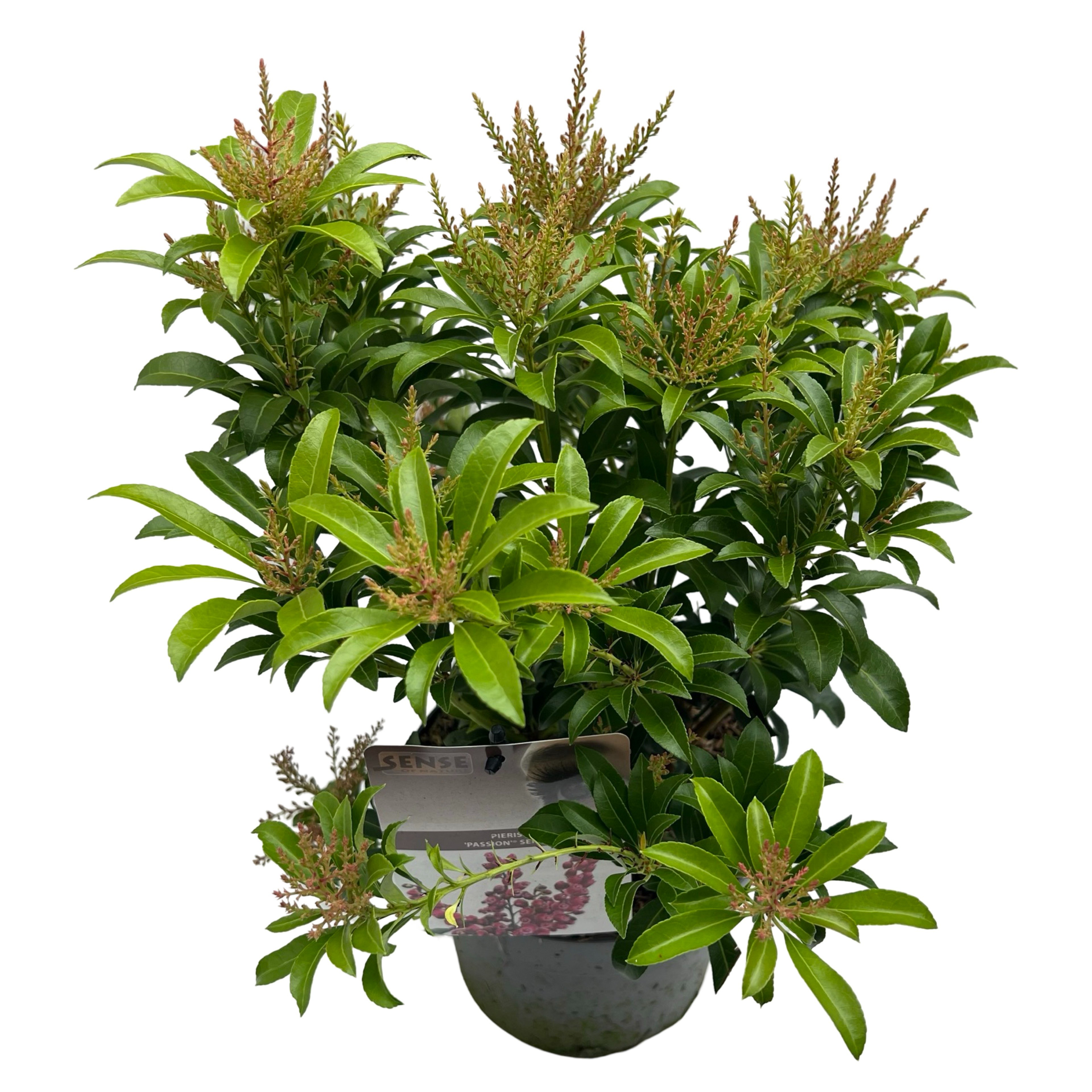 Picture of Pieris jap. Passion P19 (3 Ltr) (LOOSE)