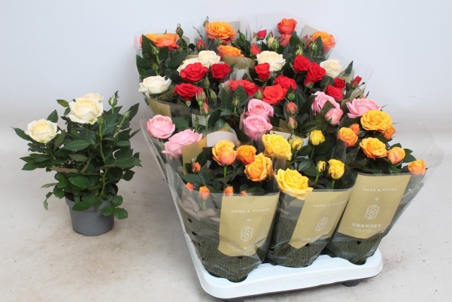 Ro Kordan Grande Gem 510Ø 27cm