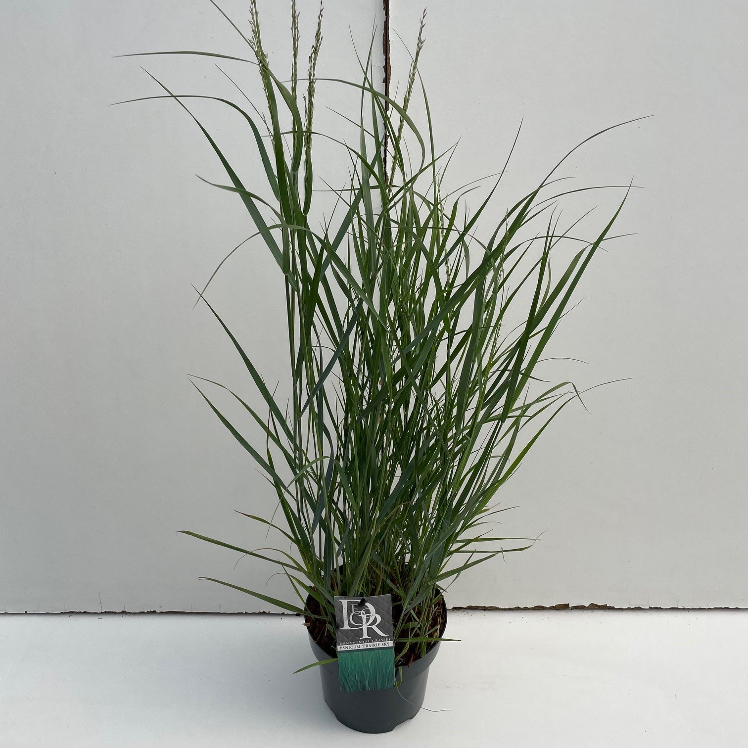 Picture of Panicum Prairy Sky P19 (3 Ltr)