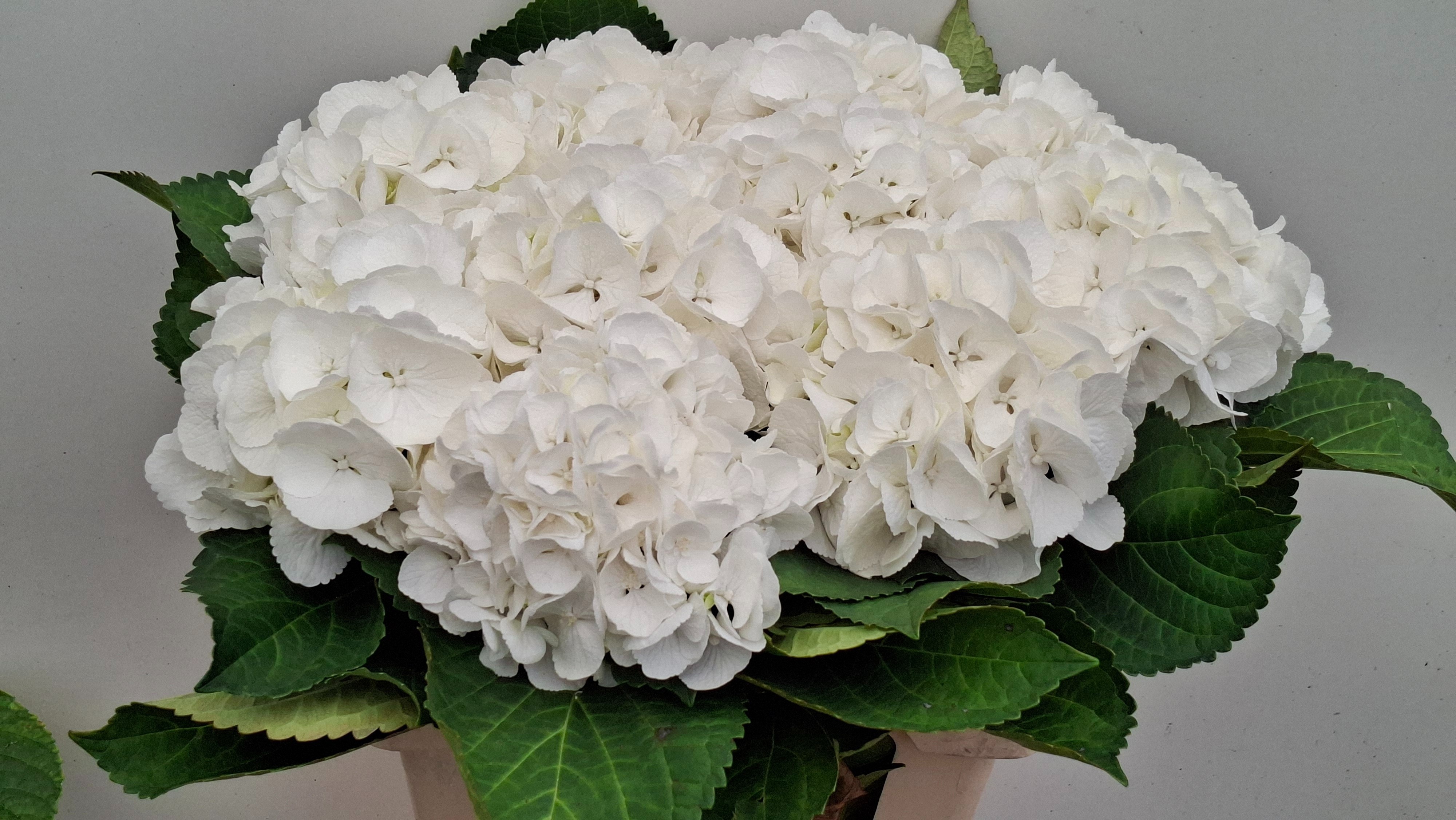 Hydrangea Schneeball 60cm 18Ø