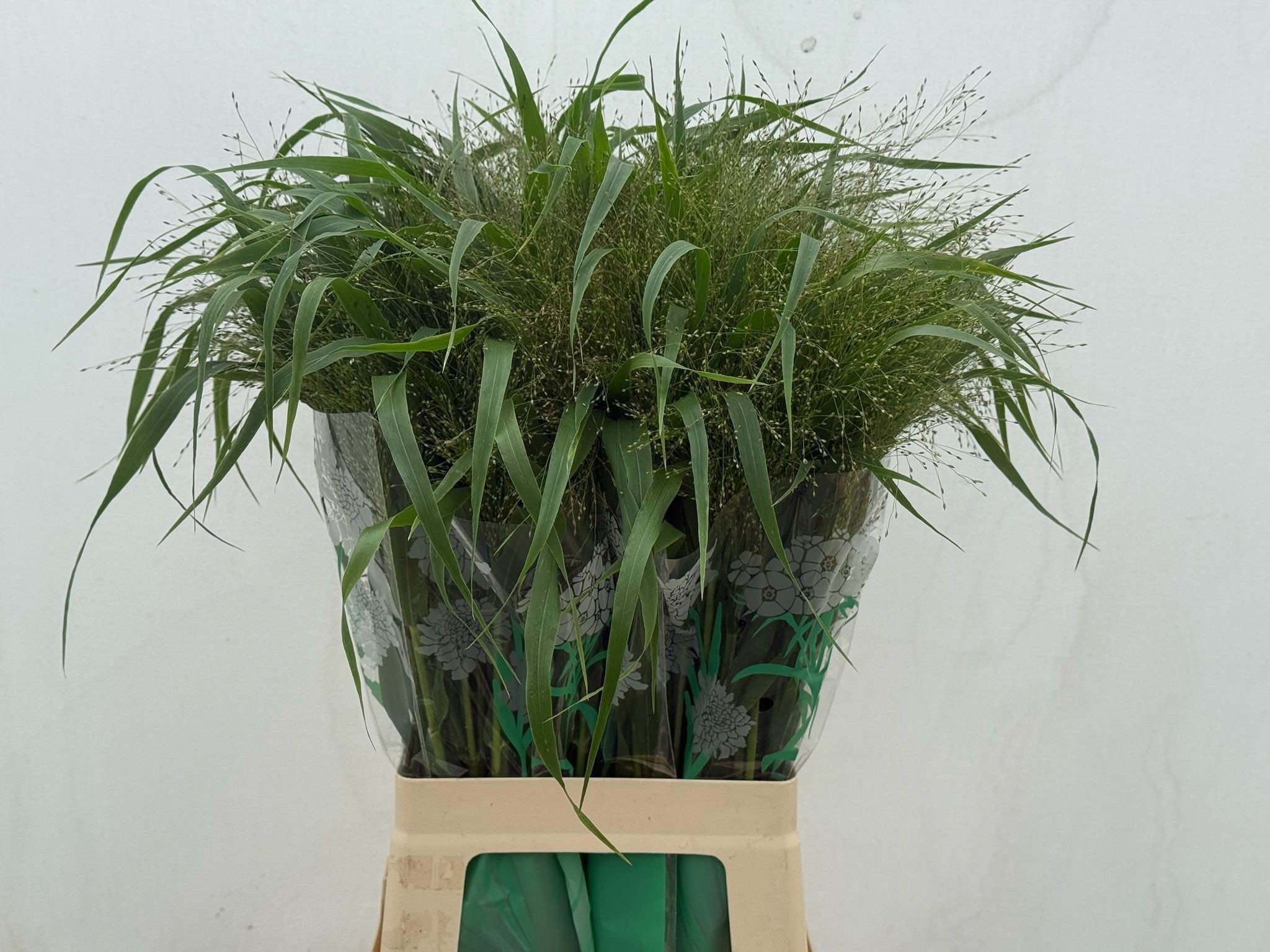 Panicum Fountain 70cm