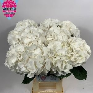 Hydrangea Schneeball 60cm 18Ø