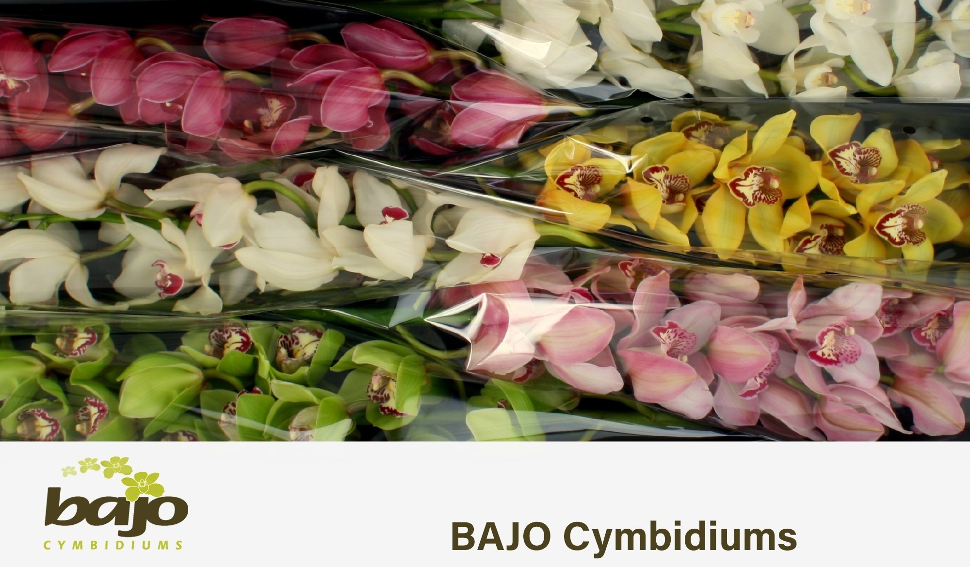 Cymbidium Asst 13bl