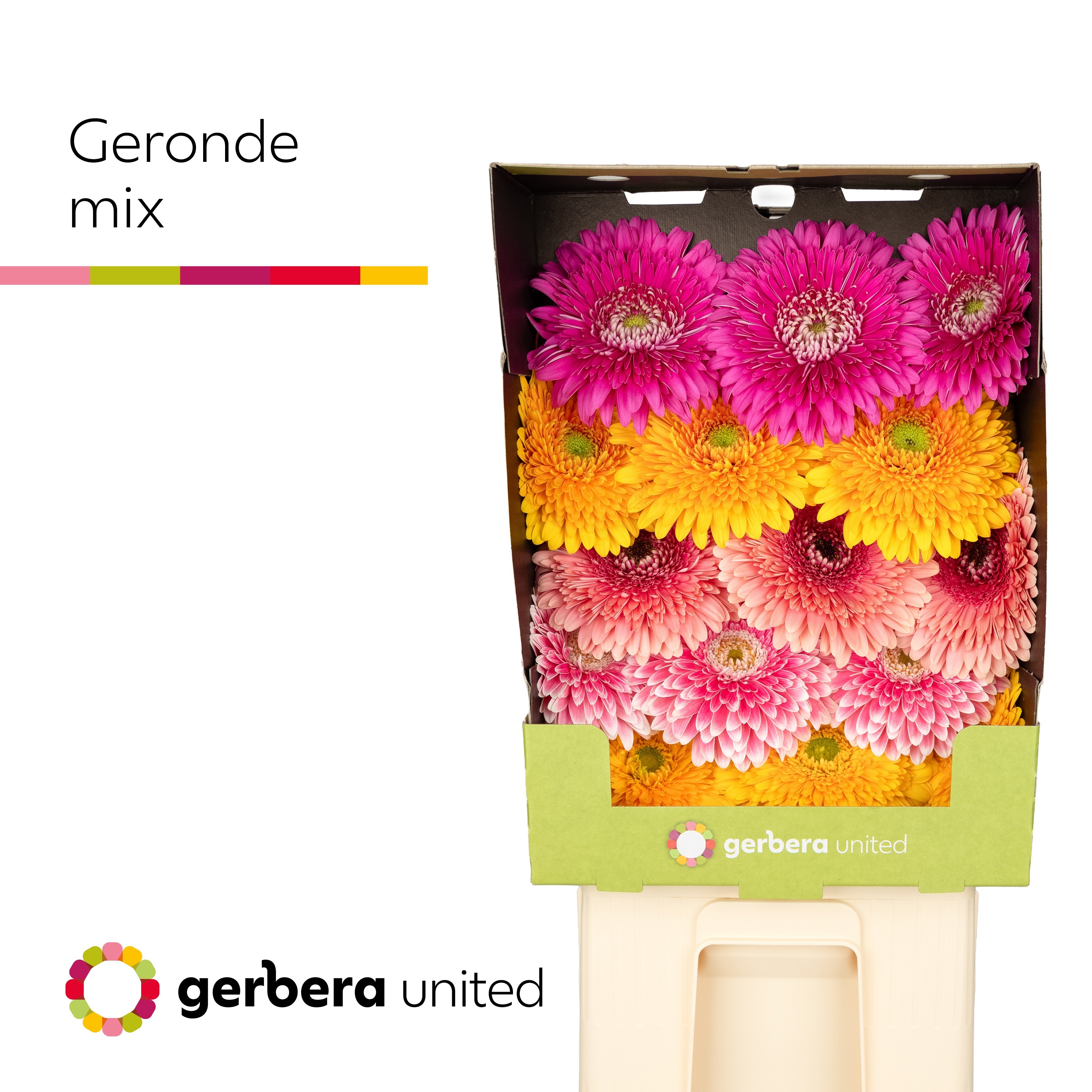 Ge Gb Gerp Big Gem