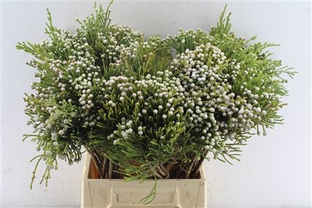 Brunia Nodiflora 50cm