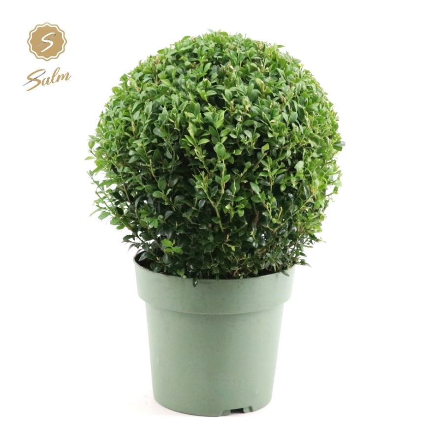 Picture of Buxus semp. Ball Ø25cm P21