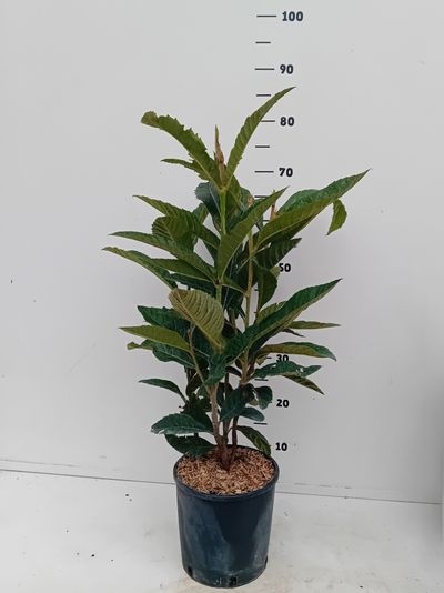 Eriobotrya Japonica