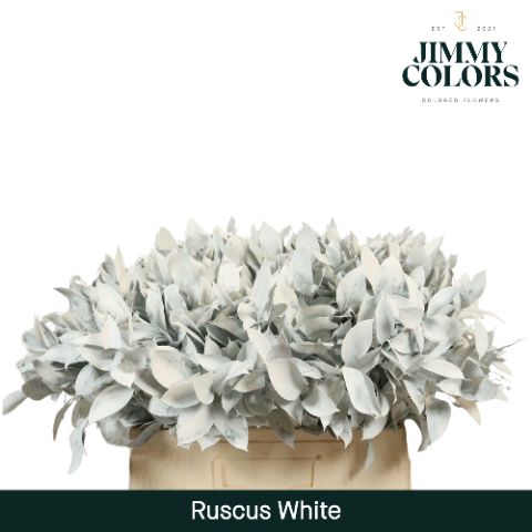 Ruscus L60 White