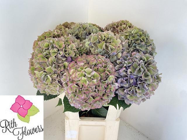Hydrangea Royal Parade Classic 80cm 24Ø
