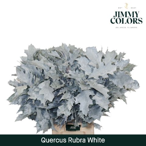 Quercus Rubra L80 White