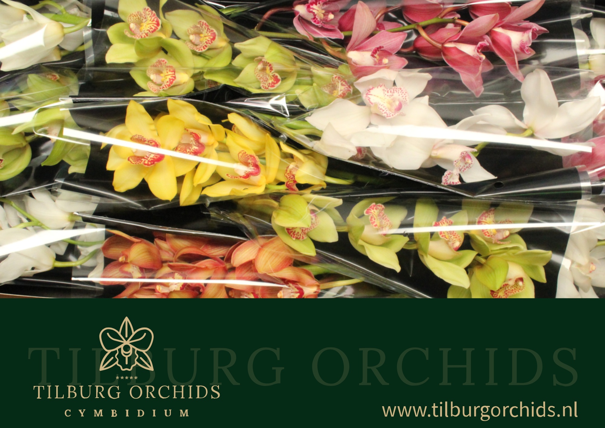 Cymbidium Asst 5bl
