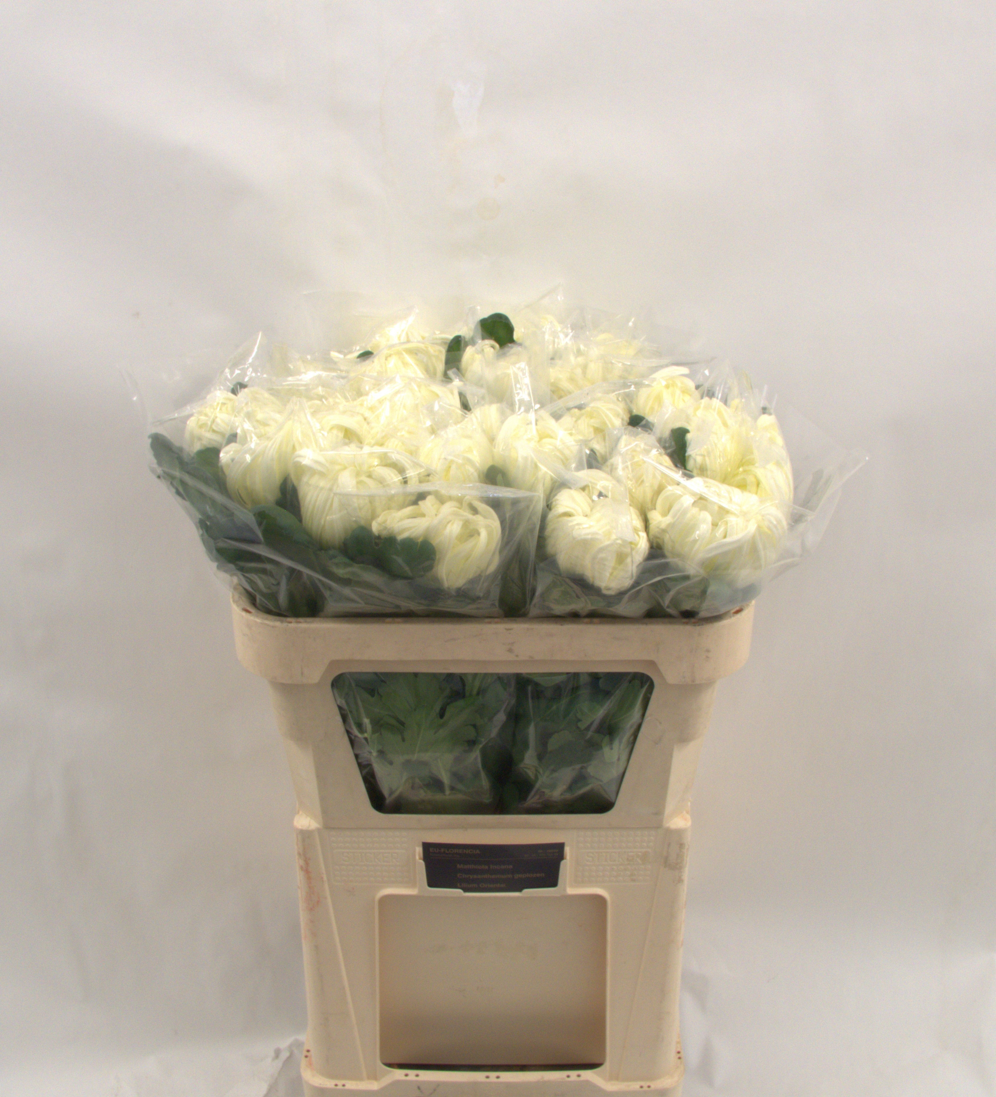 Chrys Single Vienna White 80cm 160gram