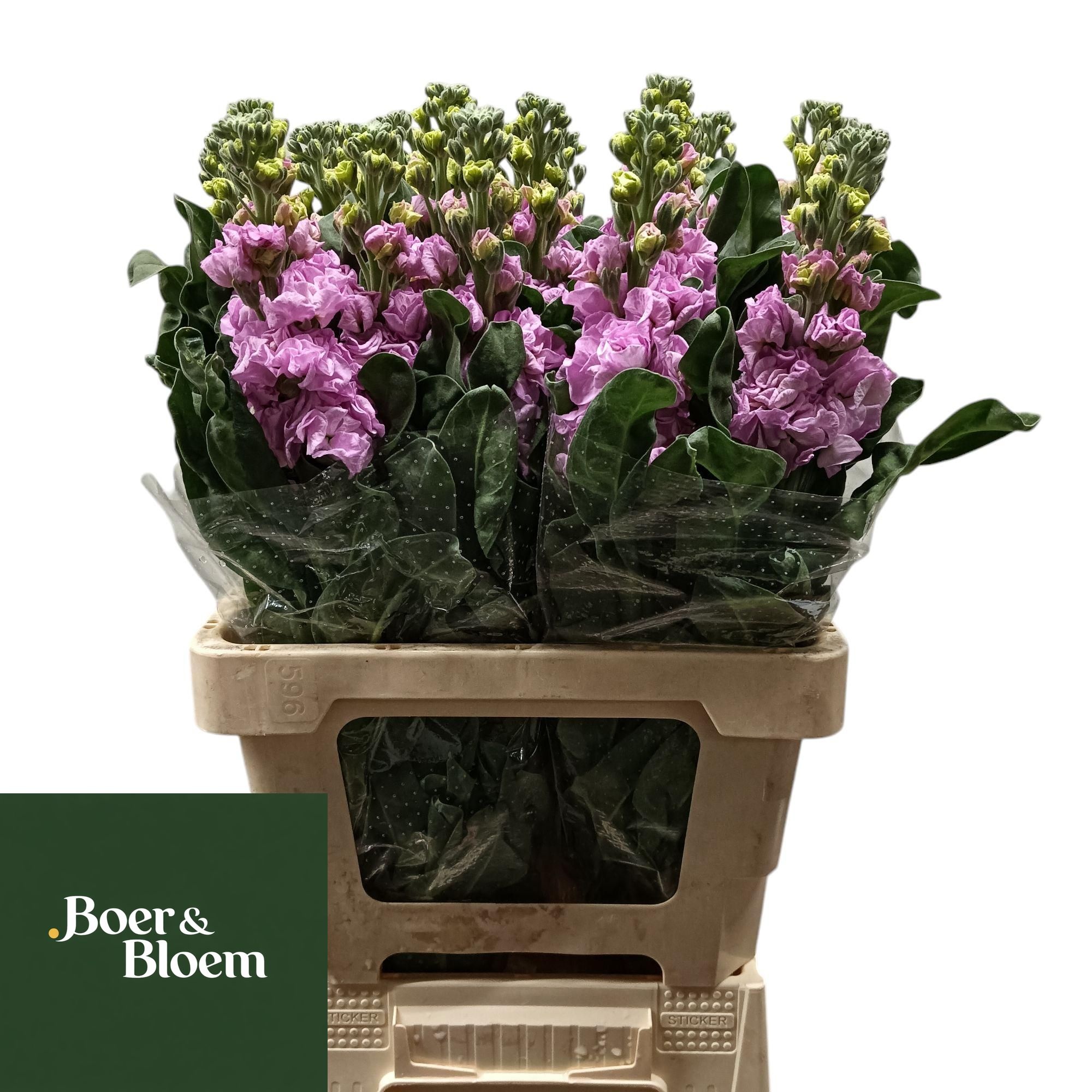 Matthiola Iron Pink 70cm